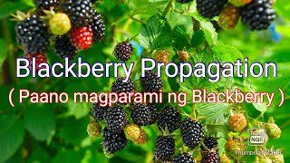 Blackberry Propagation  Paano magparami ng Blackberry [upl. by Seyler]