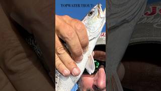 Trout Poppin’ on Topwater louisianafishing skitterV [upl. by Eiramnerual]