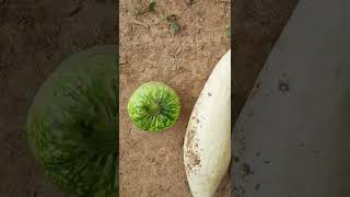 Gardening Size comparison of 4 types of squash buttercup pink banana zucchini amp crookneck [upl. by Florian385]