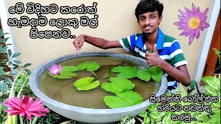 Lets maintain the water lilies properly and grow big flowers Lets maintain inside a cement ball [upl. by Purity]