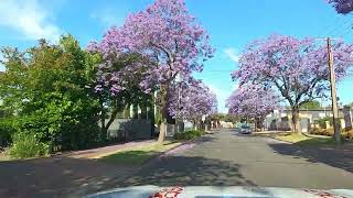 Glenside Jacarandas [upl. by Ric498]