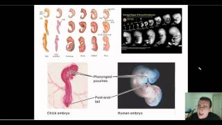 Evidence of Evolution Part 4 Embryology [upl. by Ylecic784]