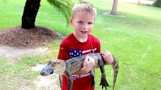 Alligator Alley Up Close Gator Experience [upl. by Sadowski]