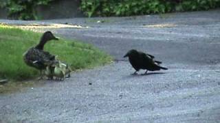 Mama Duck Fights Crows Attacking Baby Ducklings [upl. by Mcclimans]