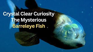 Crystal Clear Curiosity The Mysterious Barreleye Fish [upl. by Keithley]