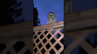 Barred owl visit [upl. by Felicidad]