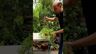 تقليم و تشكيل و زراعة نبتة قطر الندى Pruning and Growing Aptenia [upl. by Buchalter]