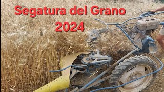 Segatura del grano 2024  Mietilega olimpia anni 60 [upl. by Anaerb835]