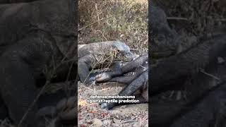 Komodo Dragon  Natures Astonishing and Terrifying Creature animals komodoindonesia [upl. by Odnalo355]