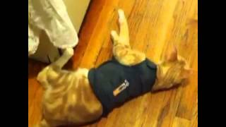 Cat Reviews Thundershirt [upl. by Cantu]