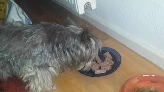 Test Tailscom Lenny hat das Futter getestet ich den Rest Dog Food from Tailscom 2Lieferung [upl. by Innavoig]