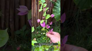 Bougainvillea Flowering Tips  Bougainvillea Pruning Tips  Bougainvillea Flowers [upl. by Vijar]