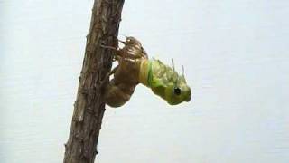 Cicada Molting [upl. by Bosson]