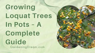 Growing Loquat Trees In Pots – A Complete Guide [upl. by Dunn870]