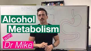 Alcohol Metabolism [upl. by Sammy]