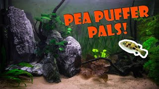 New Pea Puffer Tank Mates [upl. by Goodill]