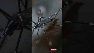 Exploring The Asian Tiger Mosquito under a Microscope [upl. by Mallina580]