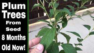 How To Grow Plum Trees From Seed 8 Month Update [upl. by Ellinej628]