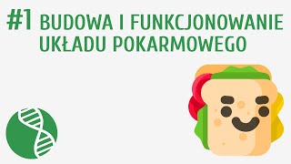 Budowa i funkcjonowanie układu pokarmowego 1  Odżywianie [upl. by Hudis317]