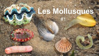 Les Mollusques Partie 13 [upl. by Onabru]