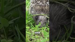 How do hedgehogs survive childbirth [upl. by Idnor]