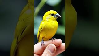 Canaries in Focus Beauty and Song BirdLovers Canary [upl. by Anyd250]