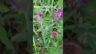 Waterton Wildflower Festival music cover guitar singer beautifulthings bensonboone pop canad [upl. by Old204]