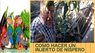 Como hacer un injerto de níspero [upl. by Pussej]