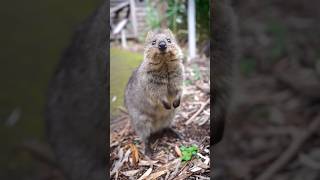 Quokkas Smile quokka quokkas australia [upl. by Esoryram]