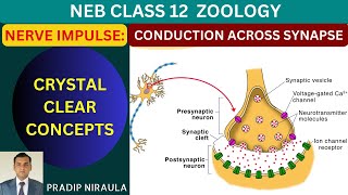 NERVE IMPULSE CONDUCTION AT SYNAPSE [upl. by Atiras]