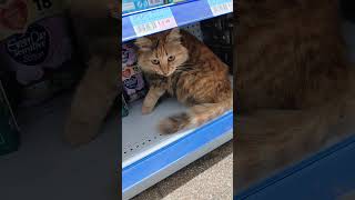 cat on the shelves at super marketsatisfying [upl. by Aelanej]