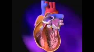 Heart ExcitationContraction Coupling [upl. by Gerson]