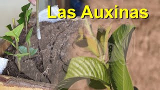 Las Hormonas en los Vegetales Caso de las Auxinas [upl. by Haissi]