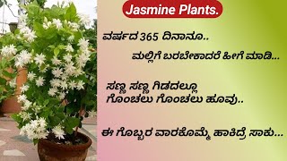 How to Grow Jasmine plantsಮಲ್ಲಿಗೆ ಗಿಡದಲ್ಲಿ ಯಾವಾಗ್ಲೂ ಹೂವು ಬರಲು ಯಾವ ಗೊಬ್ಬರ ಒಳ್ಳೆಯದುJasmine Secret [upl. by Kcim]