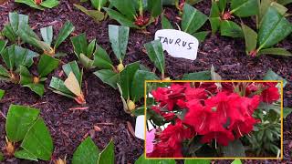 Taking Cuttings of Rhododendrons in the Garden and Filling the Propagation Frame [upl. by Ikciv]