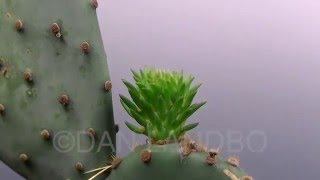 Prickly Pear Cactus Pad Sprout Timelapse [upl. by Jorrie]