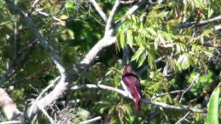 Pompadour Cotinga [upl. by Nosac]