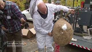 Feuerwehr gegen asiatisches Hornissennest [upl. by Racklin]