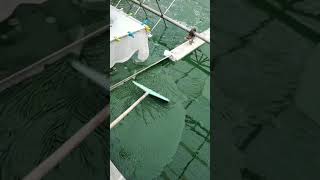 Spirulina Farming  Harvesting  918275369998 [upl. by Anomis]