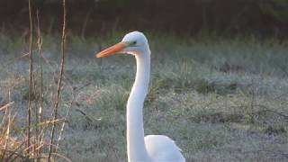 Une grande aigrette à MontaubanDeBretagne 4K [upl. by Ocsisnarf]