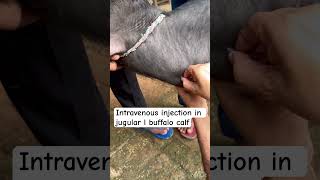 Intravenous injection in jugular vein l dr Umar khan [upl. by Mirna]