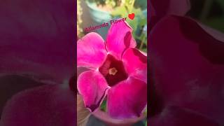 Allamanda flower Plant♥️ Growing in Sand possible youtubeshorts plants flowers [upl. by Artemisa132]