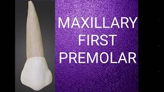 Maxillary first premolar [upl. by Gilli41]