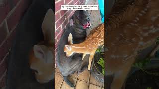 My dog bought a baby deer home and then deer babydeer short [upl. by Cheng]