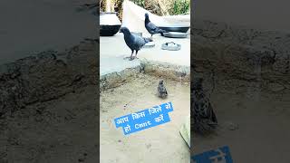 Ap kis jile se ho birds pets fact2chop shortsviral [upl. by Lati]