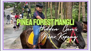 🔴317 Pinea Forest Mangli  Hidden Gems Near Kopeng [upl. by Anael]