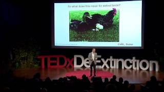 Pigeons from Chickens Michael McGrew at TEDxDeExtinction [upl. by Sochor570]