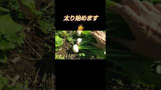 🧑‍🌾追肥はタイミングが命❗️ [upl. by Darlleen]