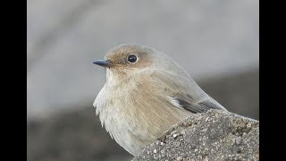 Black redstart [upl. by Haletky131]