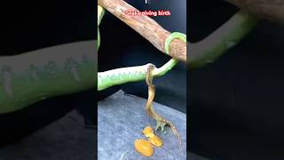 Pregnant snake giving birth shorts viral pregnancy snake ytshorts [upl. by Alegnatal]